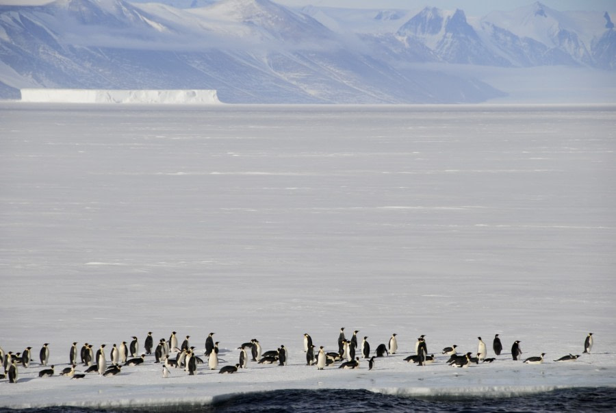 Emperor Penguins on the ice, Ross Sea