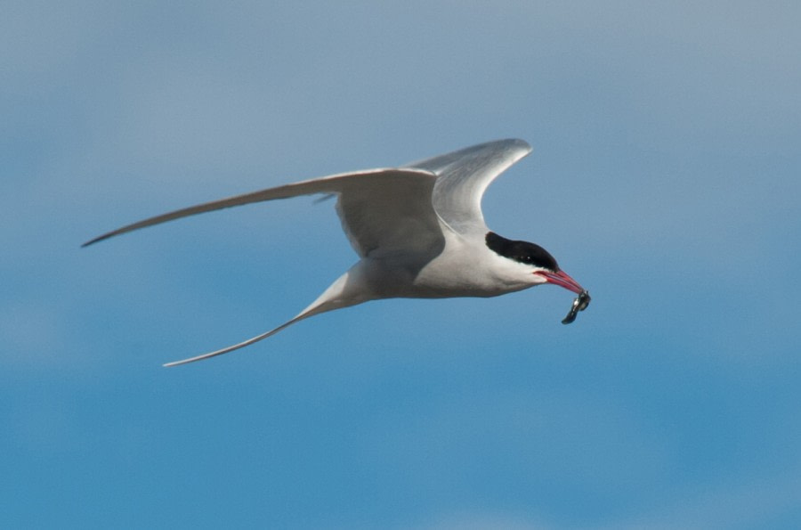 Arctic Tern with a little snack