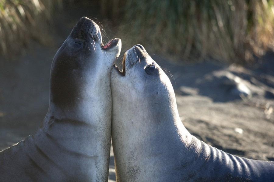 Disagreeing Elephant Seals