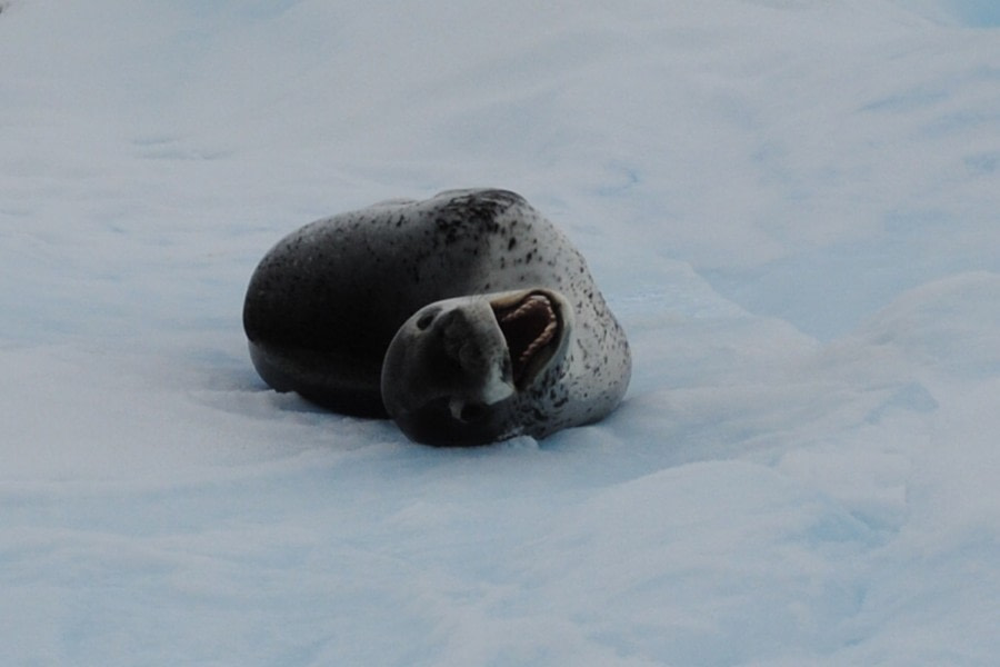 Leopard Seal