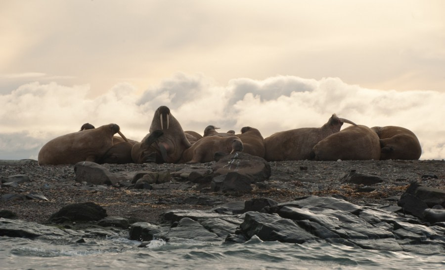 More Walruss in a stunning scenery