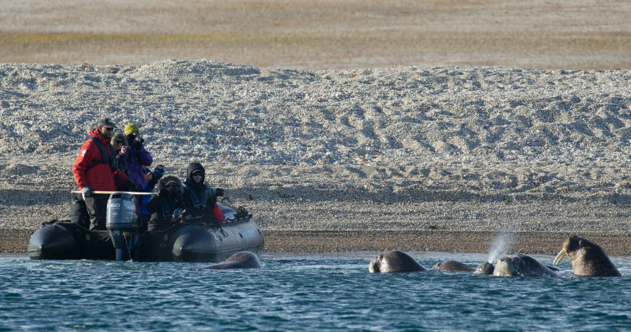 Zodiac cruising, wildlife spotting