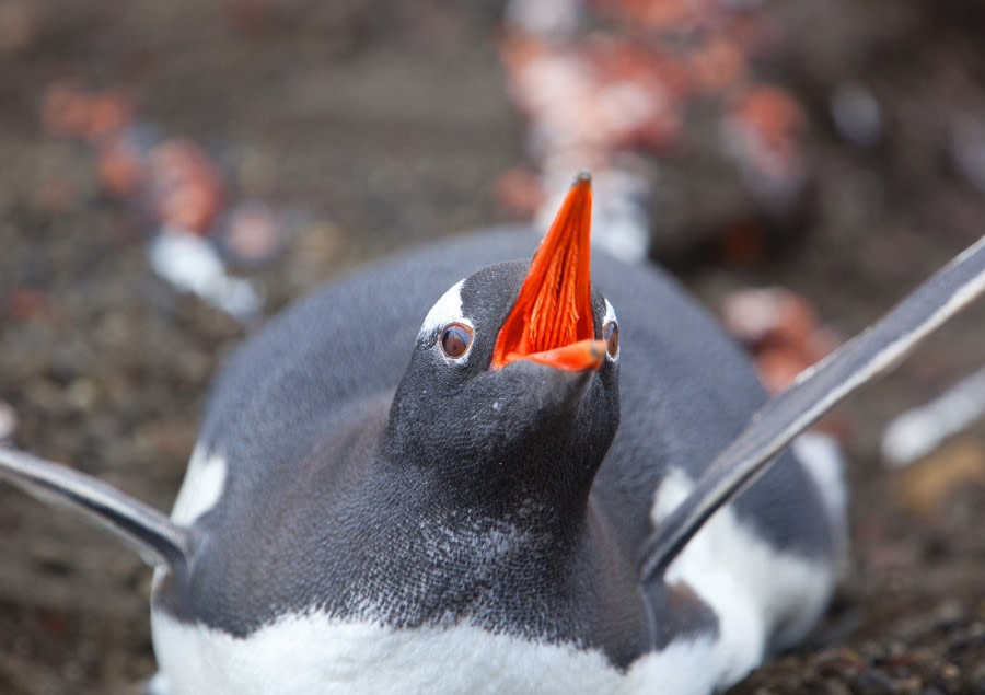 Gentoo Penguin