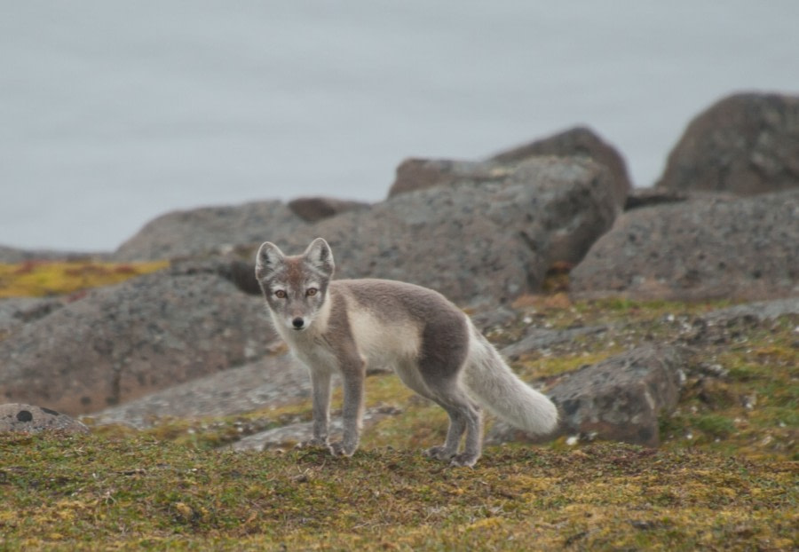 The Arctic Fox