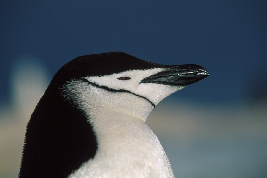 Chinstrap penguin