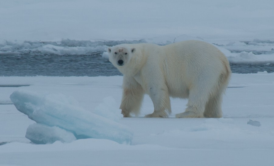 Some interaction with the Polar Bear