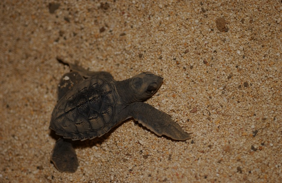 Baby Green Turtle of Ascension