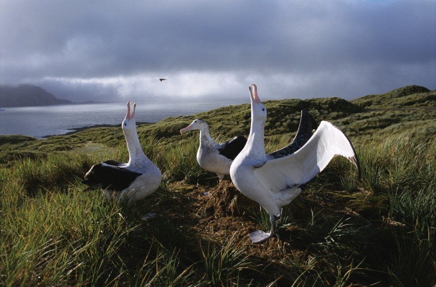 First practice in flying (Wandering Albatross)