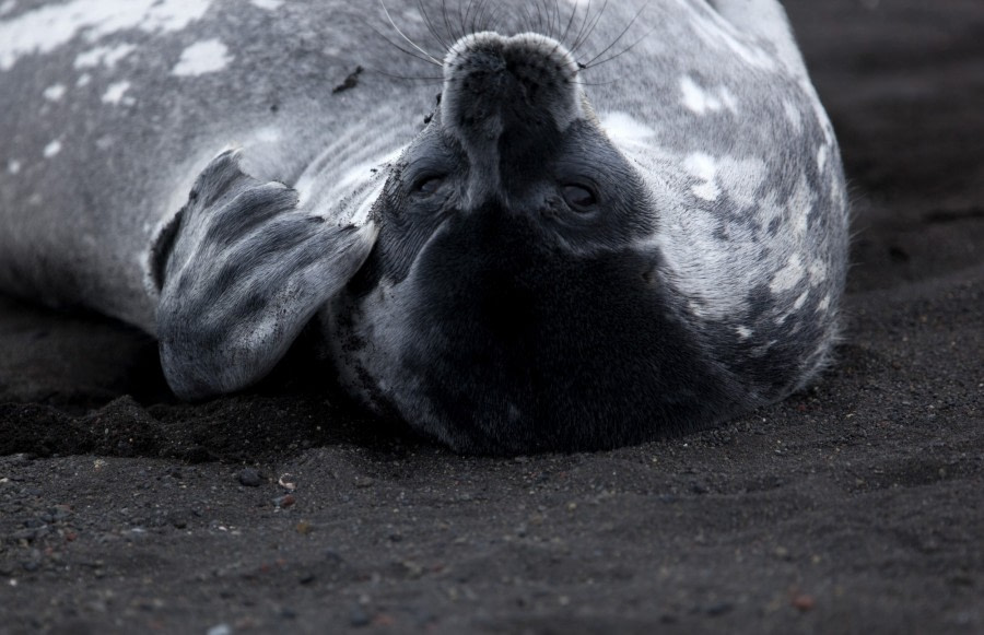 Lounging Weddell Seal