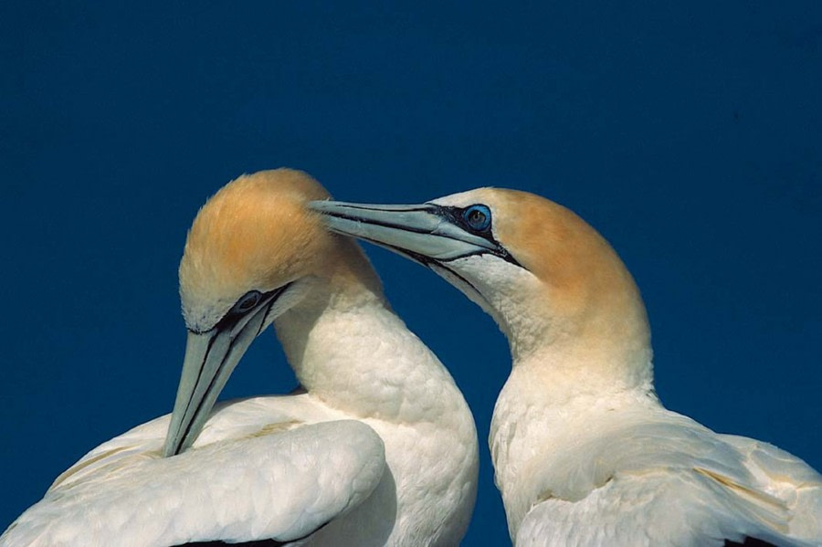 North Atlantic Gannets