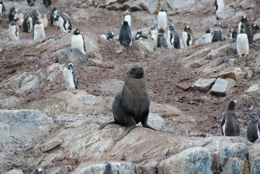 Gentoos & Fur Seal