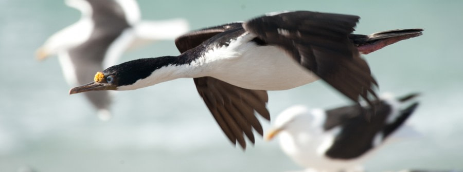 Blue-eyed shag