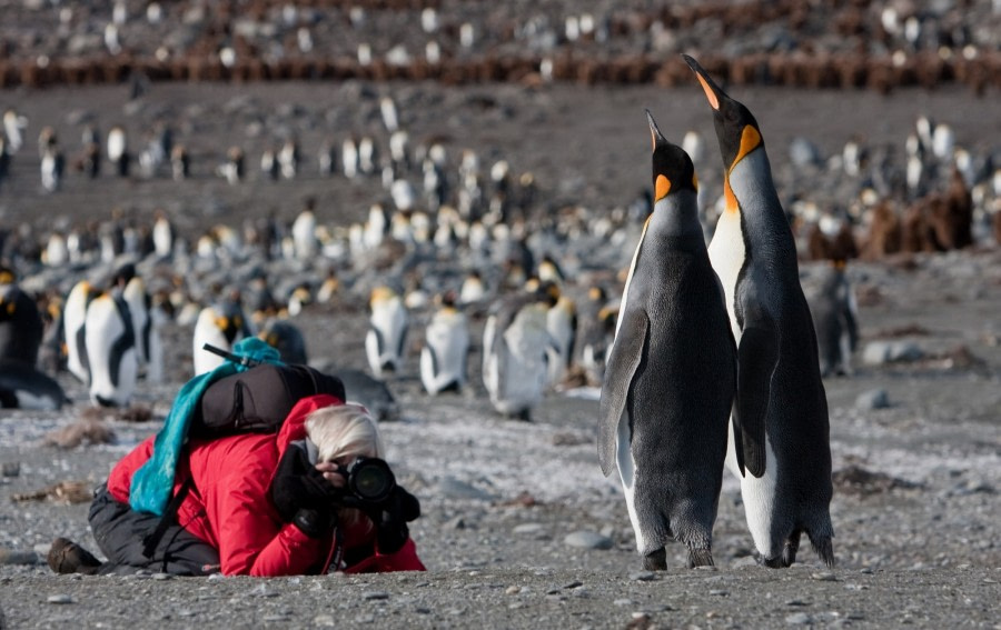 King Penguins