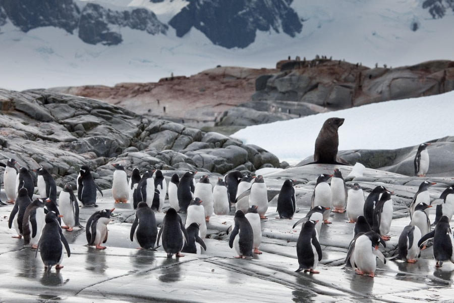 Colony of Gentoo penguins