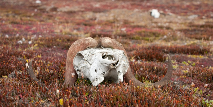 Musk Ox skull in the deserted tundra