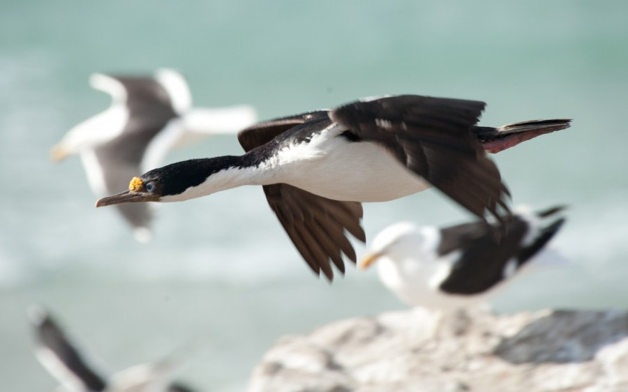 Blue-eyed shag arriving at the colony