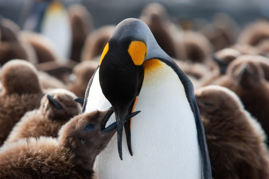 King Penguin chick being fed