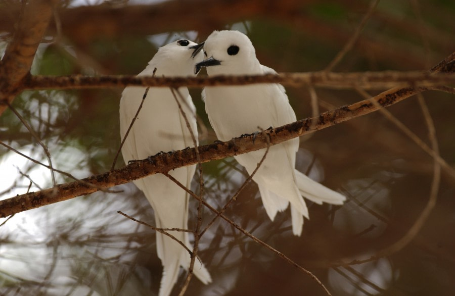 White Terns