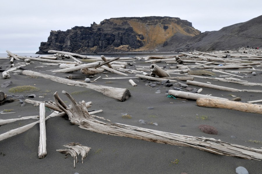 Bits of wood that is washed ashore