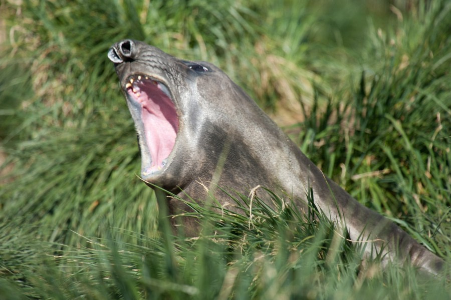 Elephant Seal