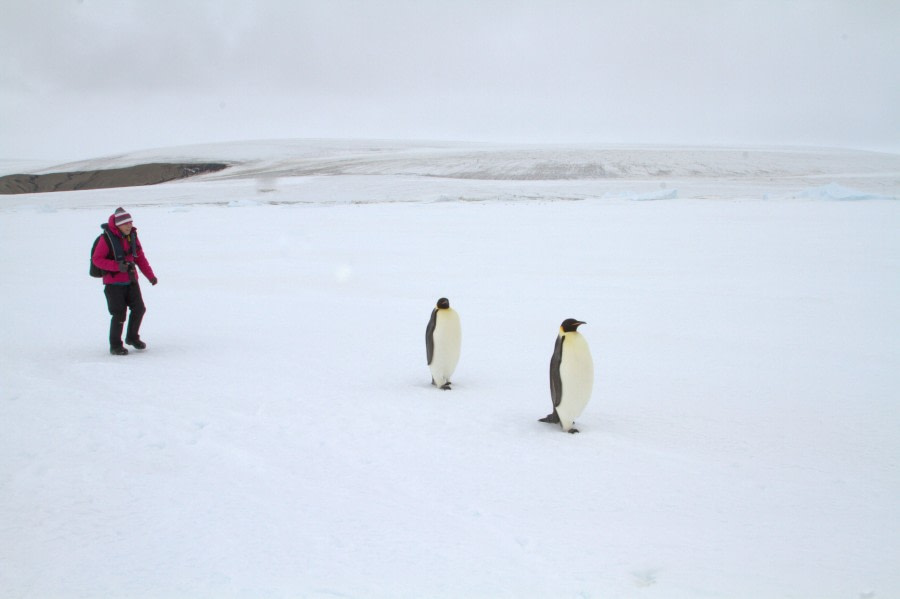 Emperor Penguins in the Weddell Sea