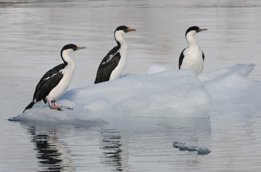 Blue-eyed shages on an ice floe