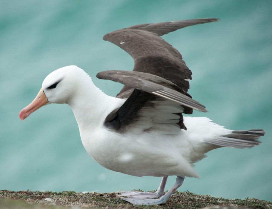 Black-browed Albatross