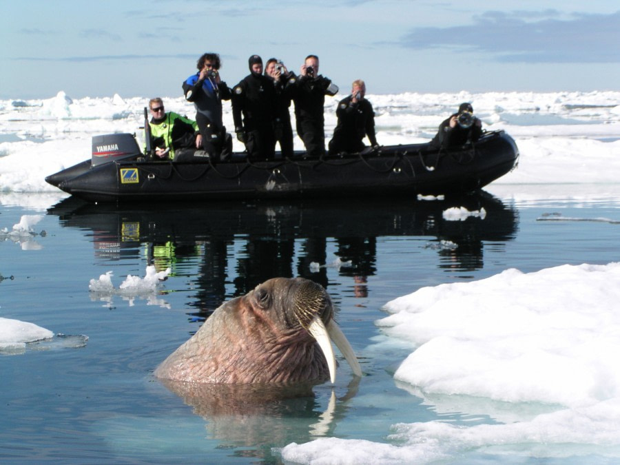 Zodiac cruising | Wildlife spotting