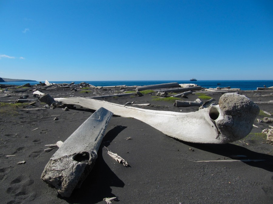 Whale bones