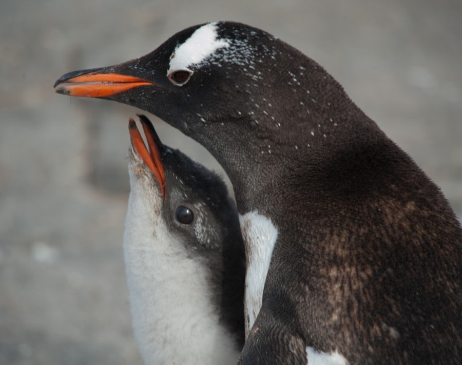 Gentoo chick waiting to be fed