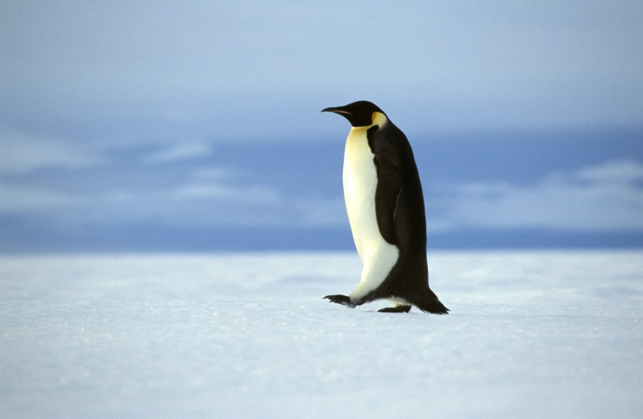 Weddell Sea Emperor Penguin