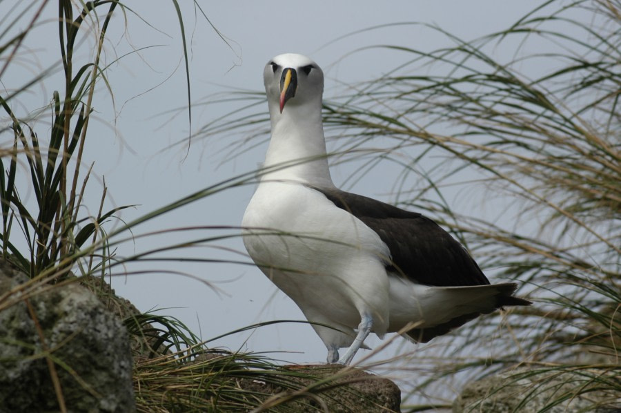 Yellow-nosed Albatross © Vidar Bakken - Oceanwide Expeditions.jpg