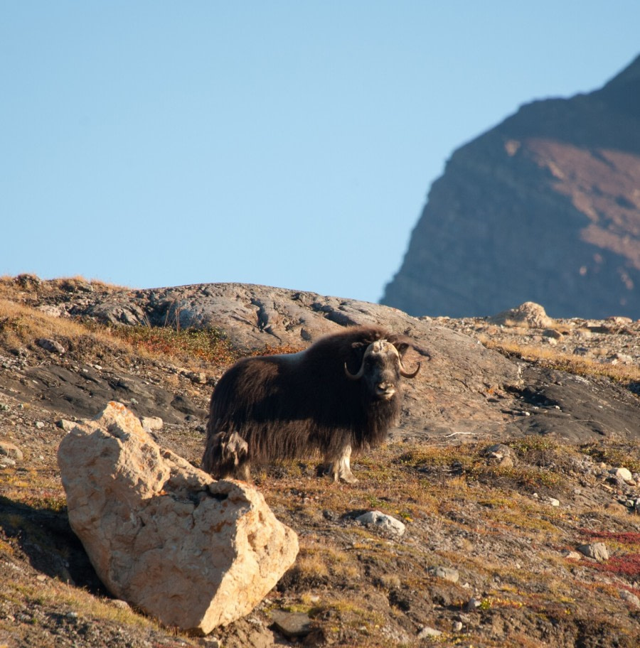 Musk Ox posing for the camera