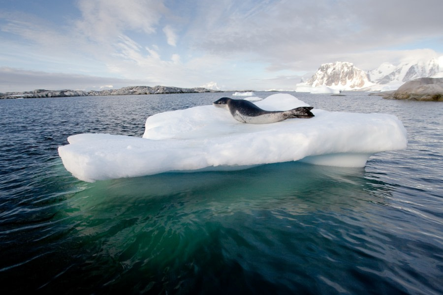 Lounging Leopard seal
