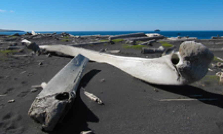 Jan Mayen whale bones