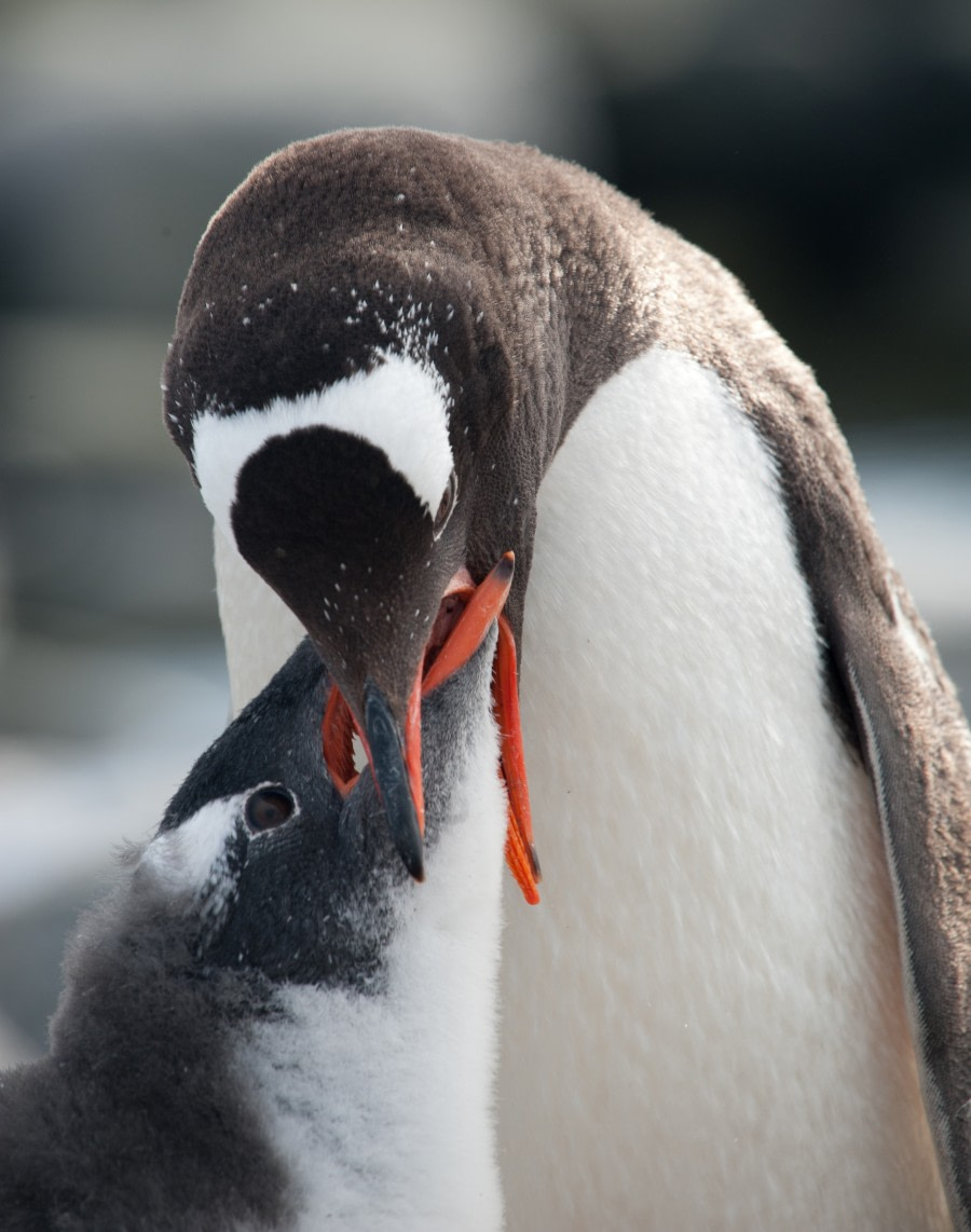 Gentoo penguin feeding chick