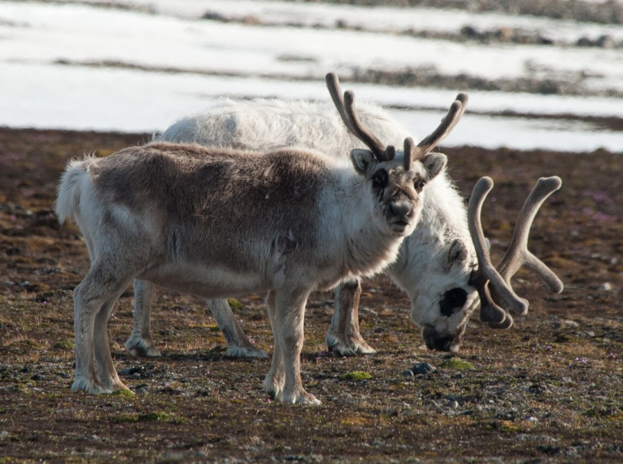 Svalbard Reindeer