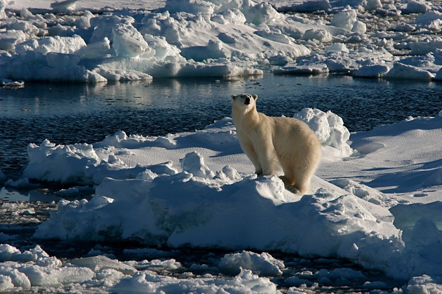polar-bear-voyage_6-(c)-rinie-van-meurs-oceanwide-expeditions.jpg