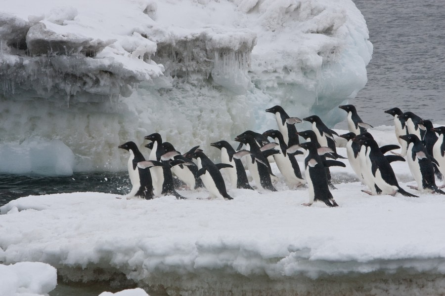 Group of Adélie penguins ready to take a plunge
