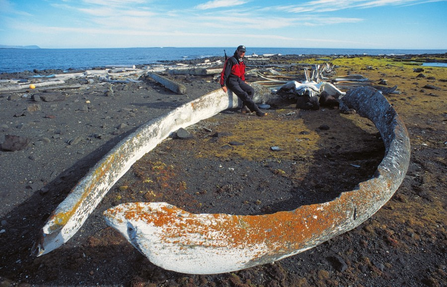 Remains of a whale jaw