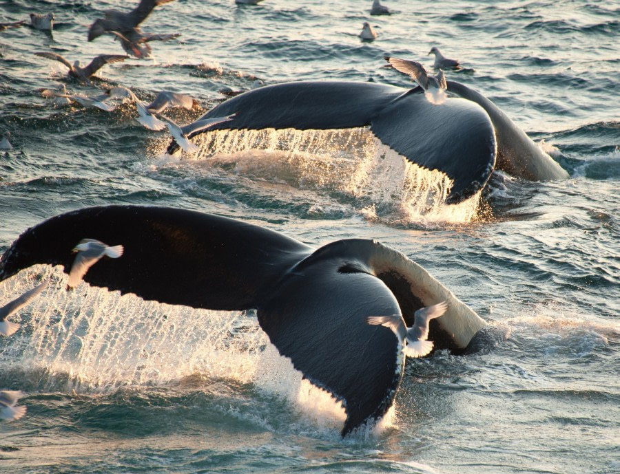 Humpback Whale tails