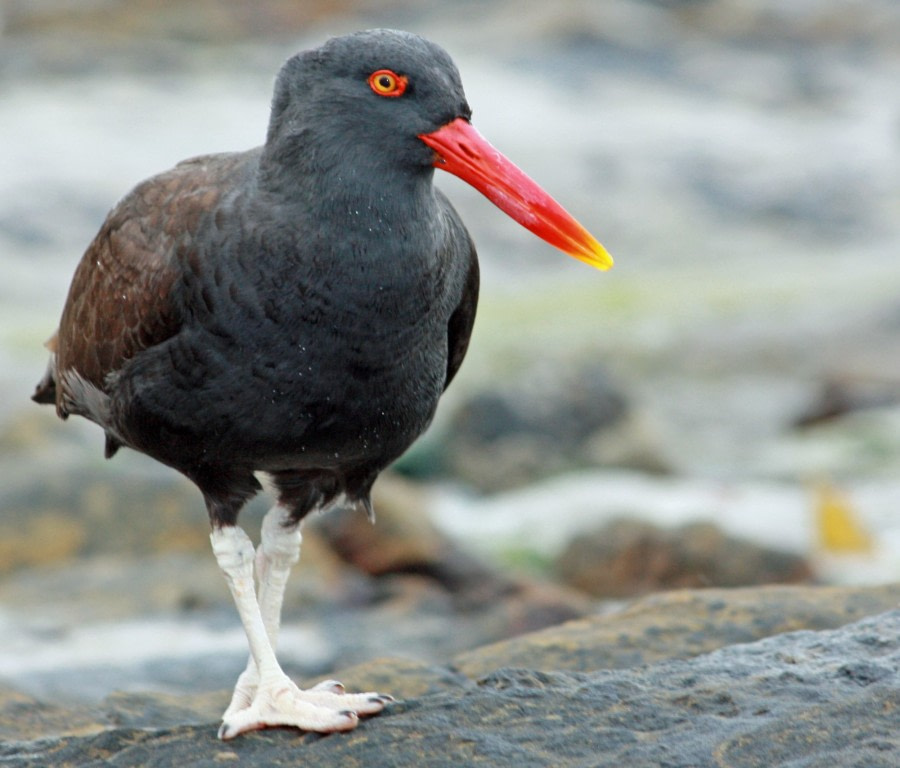 Blackish Oystercatcher, Falkland Islands