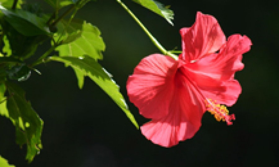 Flora of St Helena