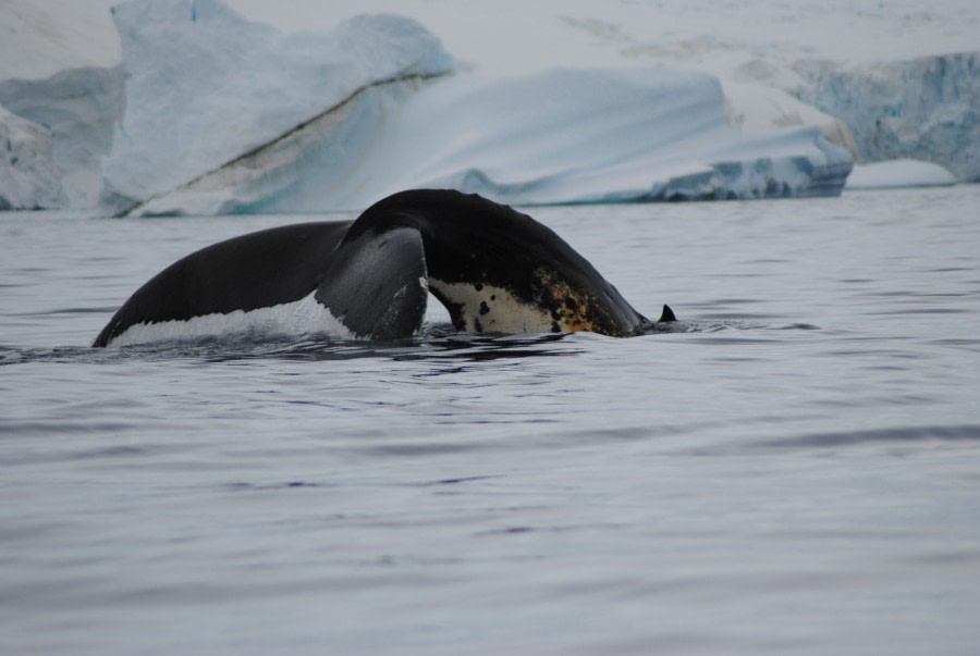 Humpback Whale in Antarctica