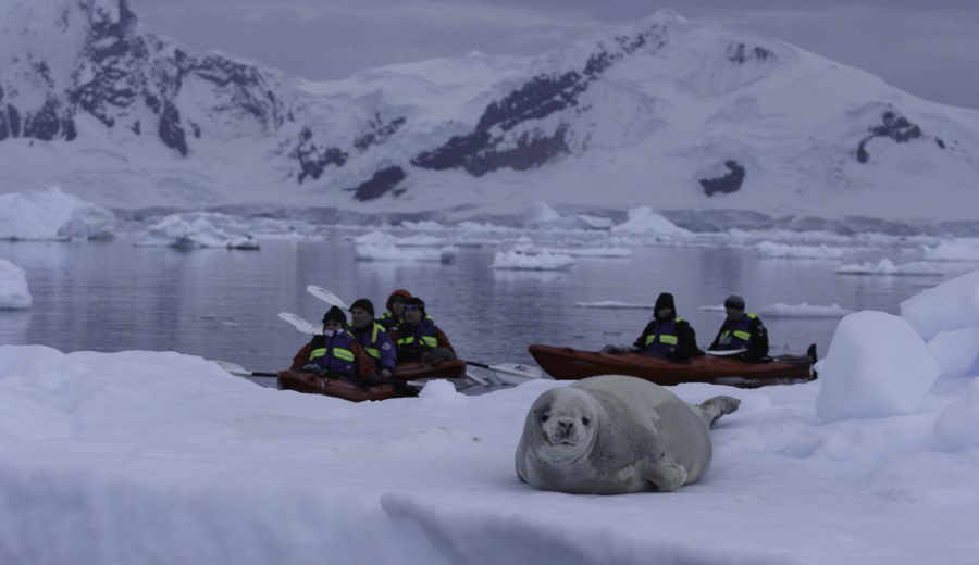 Watching wildlife while kayaking