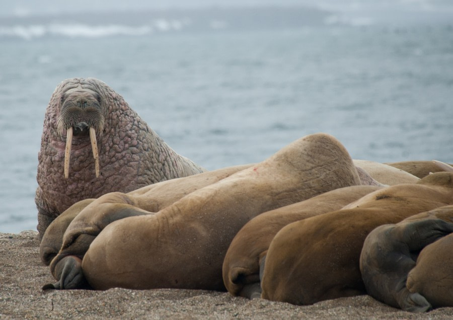 Herd of Walrus