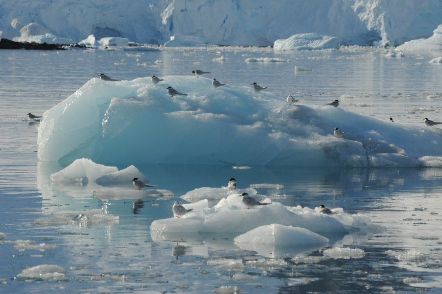 Antarctic terns on an ice floe