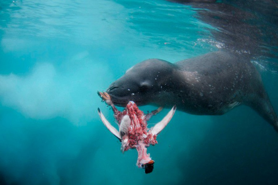 Diving with leopard seals