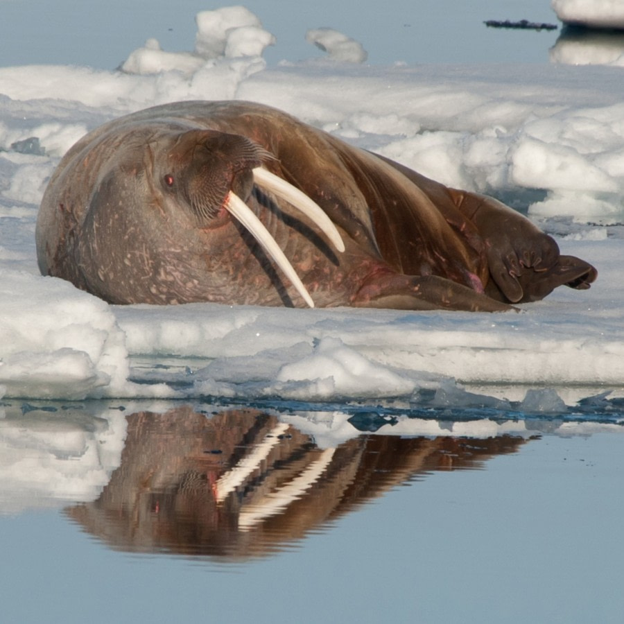 Lounging Walrus