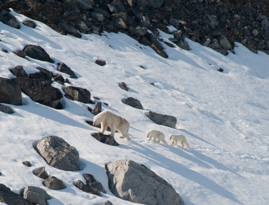 Mother bear with 2 cubs